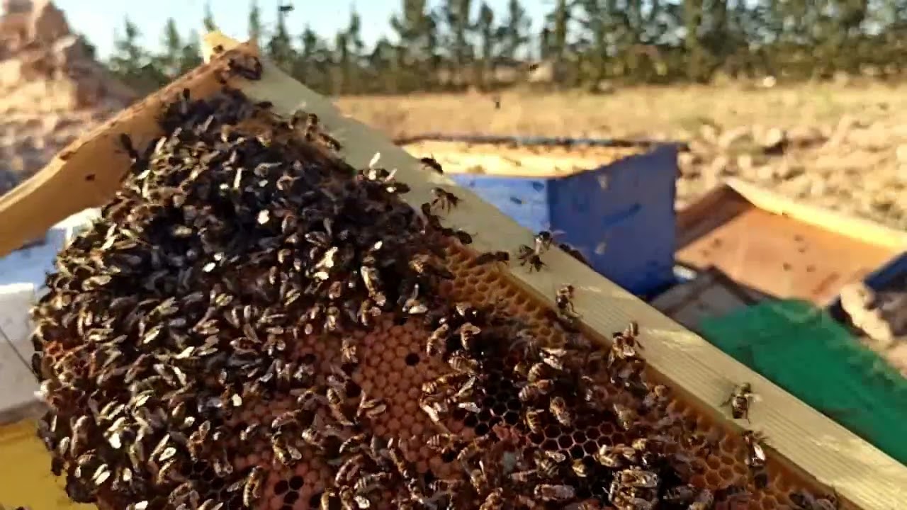 فحص خلية نحل في شهر سبتمبر 2023