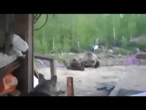 Russian Bears Meet Russian Dog! Bear attack!