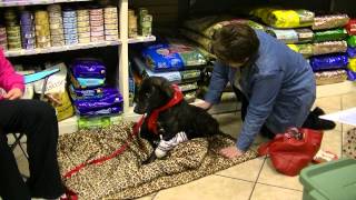 Pet Adoption Events by Gateway Pet Guardians