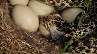 Controlling Snakes In Your Chicken Coop