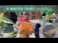 Biggest monster fish purchase  fish monsterfish malayalam fishfarming snakeheadfish viral