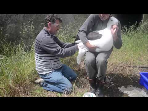 Banding A First Time Returning Royal Albatross At The Royal Albatross Colony Dunedin New Zealand 