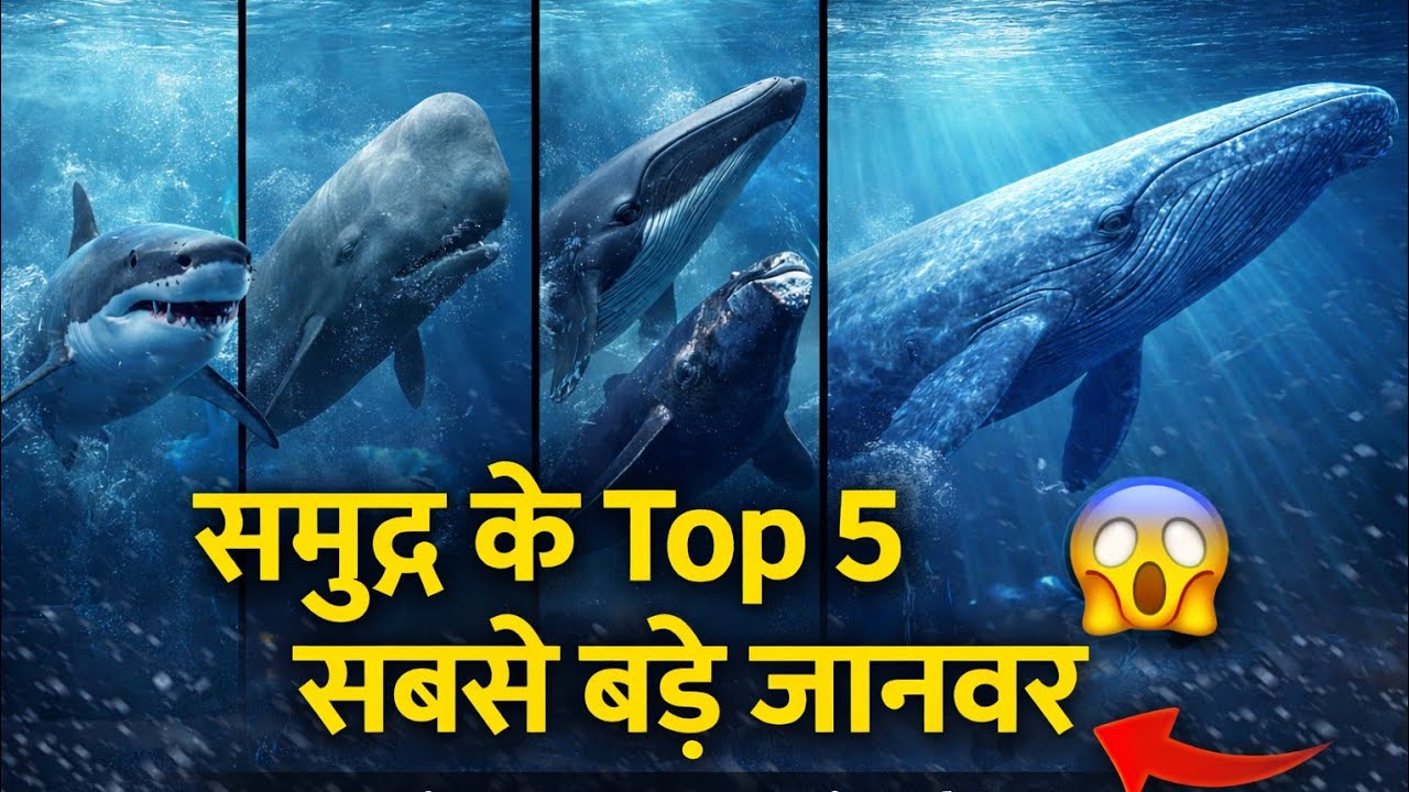 समुद्र के Top 5 सबसे बड़े जानवर | Biggest Sea Animals in the World