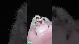 #bugidentifier  #insectidentification #insectidentifier #insects #insect #bug #bugs #butterfly