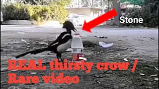 Real THIRSTY CROW / Rare video