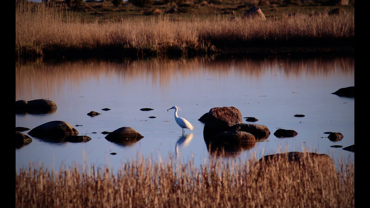 Silkeshägern en ovanlig häger i Sverige