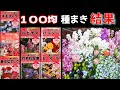 【100均種まき結果】100均だけの花壇！種まきから開花の結果報告！７種類のまとめ