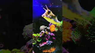 Kissy poo is a dog underwater!!!#trending #aquarium #reeflife #viralvideo #reef #reeftank #fish#fyp