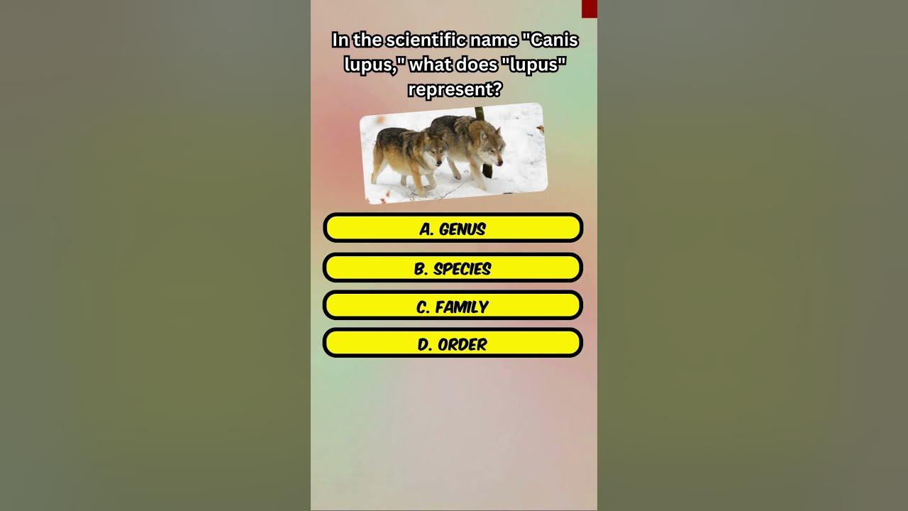 In the scientific name canis lupus what does lupus represent 