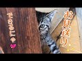 はち、お見送りしてくれる?!の巻【うちの子4にゃんず】