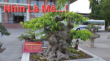 RẤT NHIỀU TP ĐẸP Ở SÂN TRONG TL BẮC NINH 2022 .