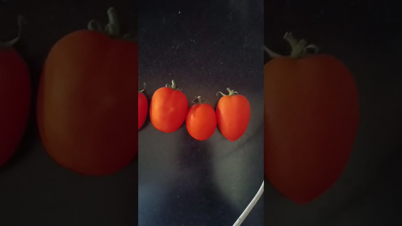 How to Ripen Fresh Tomatoes at Home | Natural & Fast Methods