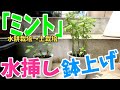 【ミント】「水差し→鉢上げ（土栽培）」花瓶に生けてると発根してきますよね？発根したら、土栽培に切り替えてミントを長く楽しみましょう♫