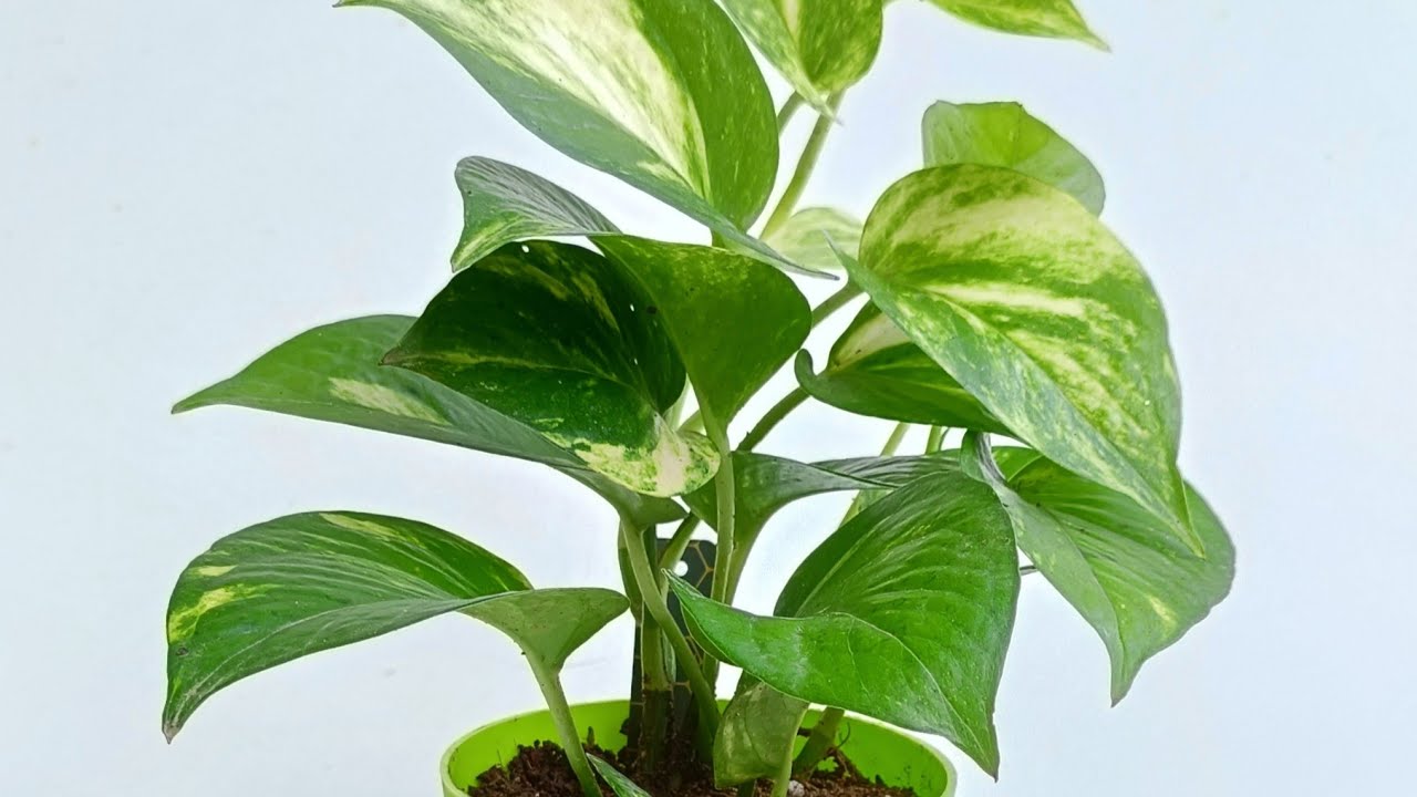 Money pothos Money luck fengshui plant how to grow and care 