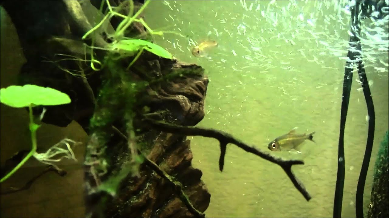 Golden tetras