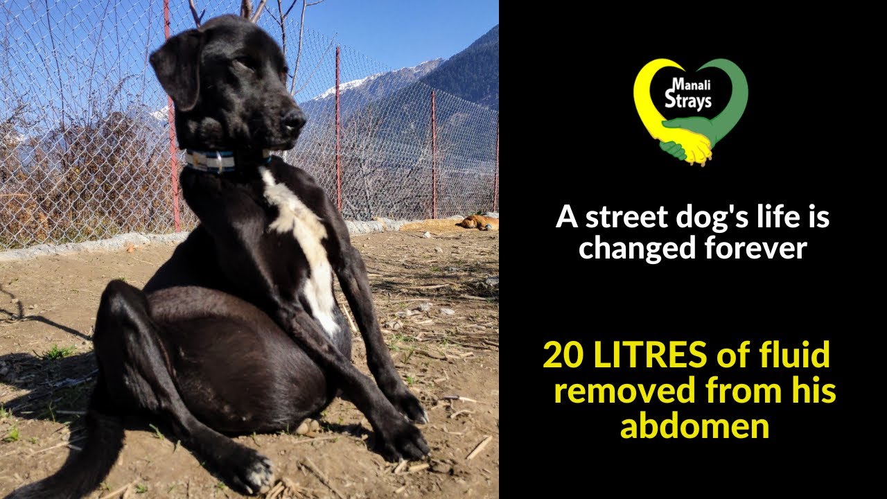 A street dog's life is changed forever after having 20 LITRES of fluid removed from his abdomen