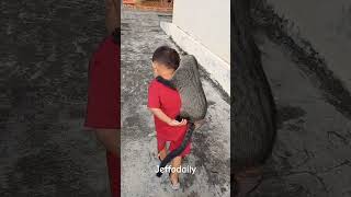 musang gemoy kayak boneka minta gendong #hewanpeliharaan #cute #hewanbesar #funny