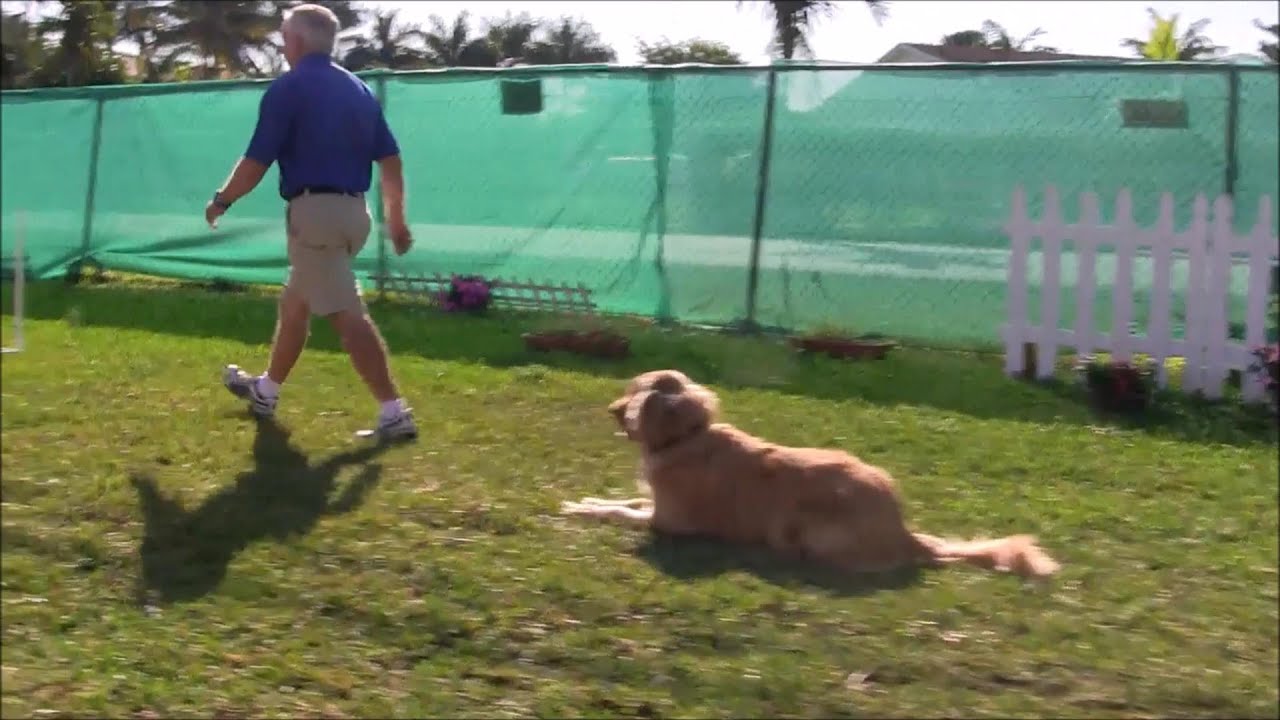 richard heinz dog trainer