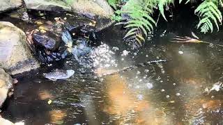 Baby alligator 🐊 at the Florida botanical gardens 09/16/26