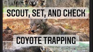 Catching coyotes - coyote trapping - bobcat trapping - scout, set, and checks!