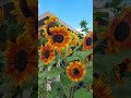 Small Garden Sunflowers