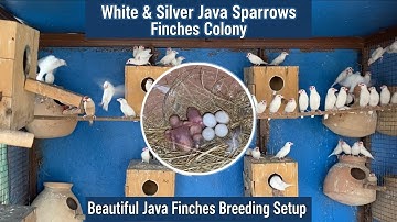 White & Silver Java Sparrows Finches Colony | Beautiful Java Finches Breeding Setup