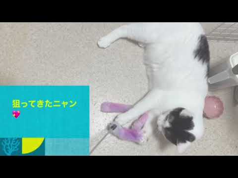 #猫ちゃん2歳の思い出vlog #ねこのいる生活 #保護猫 #ハチワレ