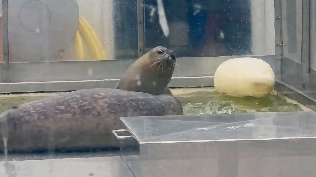 Seals Robin & Hope being playful - ロビンとホープ