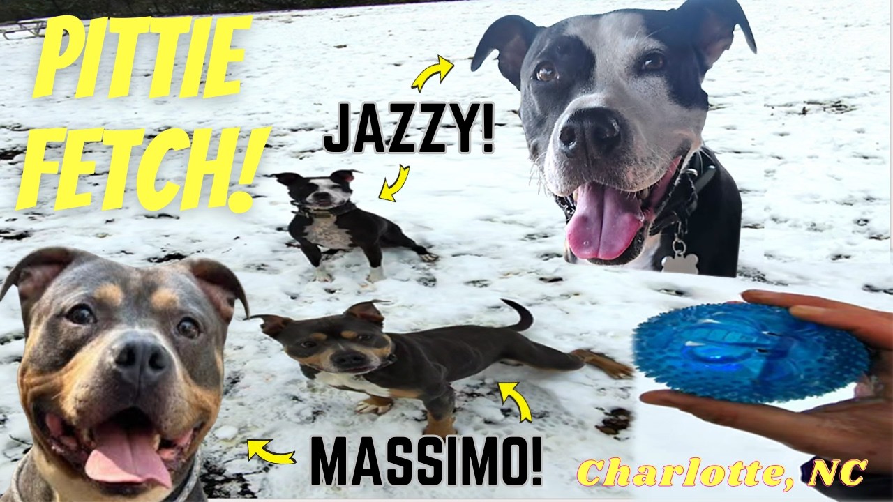 FETCH GOALS in the New Snow | Winter Dog Walk Fitness