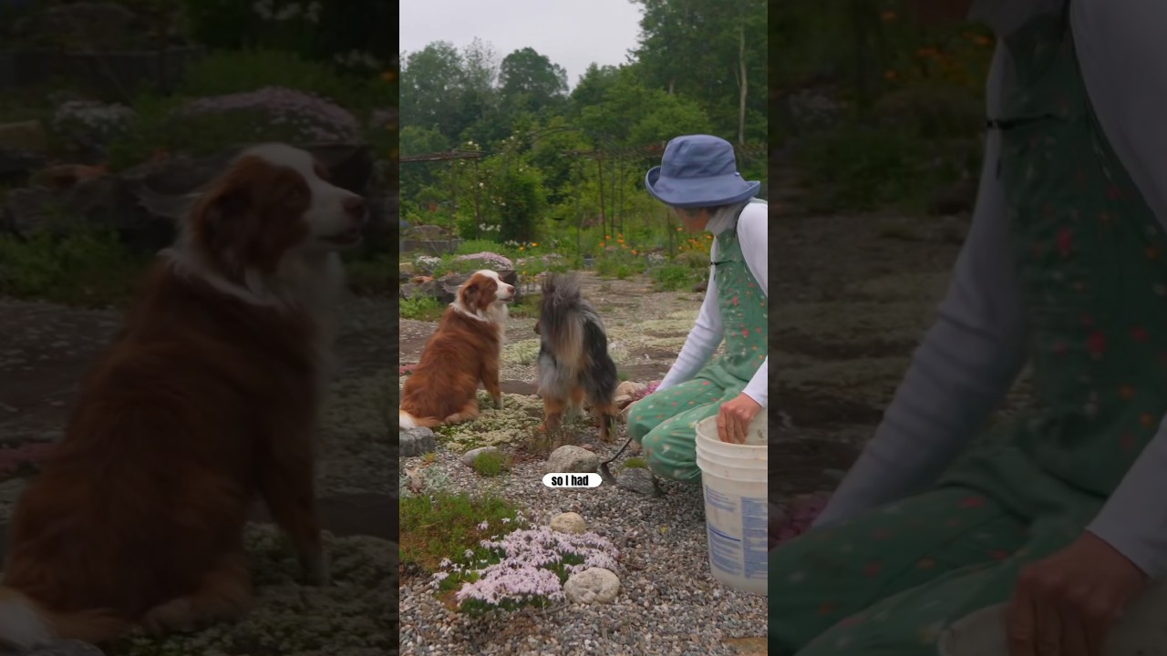 Пригородный газон превратился в невероятный каменистый сад 