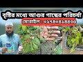 বৃষ্টির মধ্যে আগুর গাছের পরিচর্যা.  #আগুর #বাইকুনুর #বাংলাদেশ