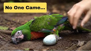 No One Came… Animal Rescue