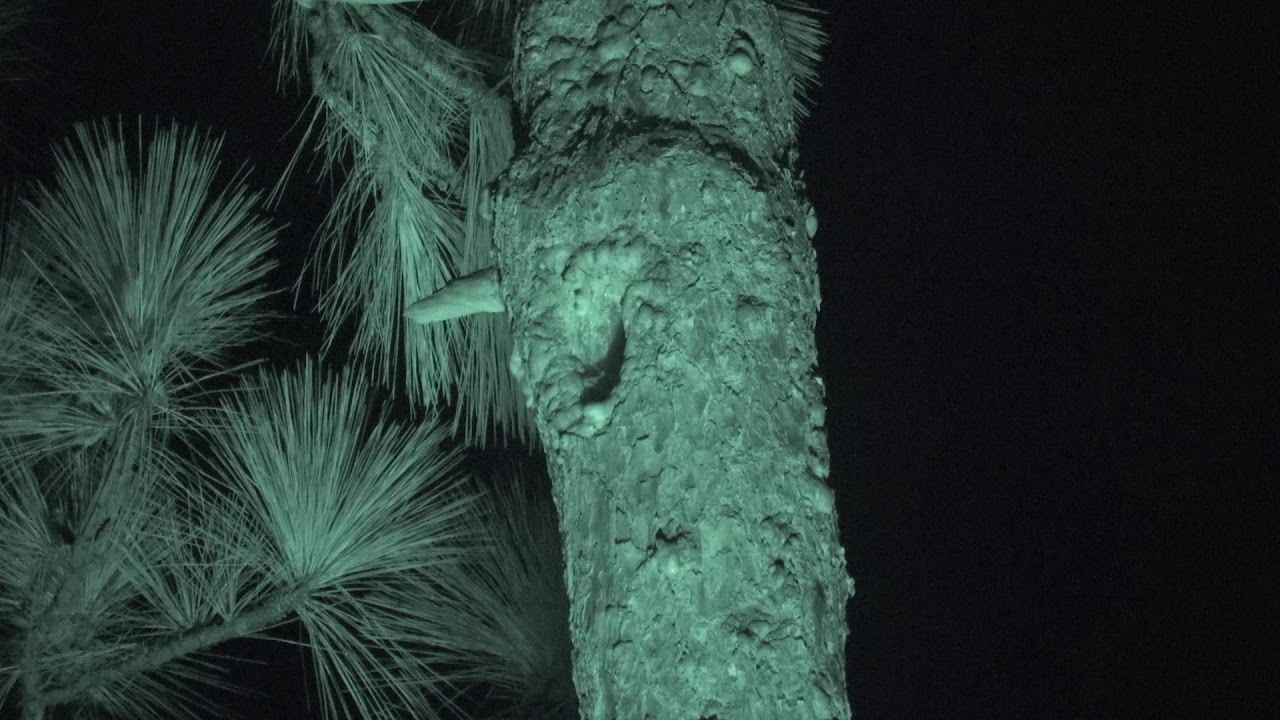 Florida bonneted bats (Eumops floridanus) emergence 10-11-2017