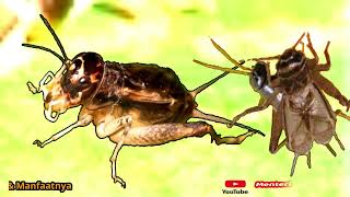 Download Lagu SUWARA JANGKRIK UPO DAN MANFAATNYA MP3