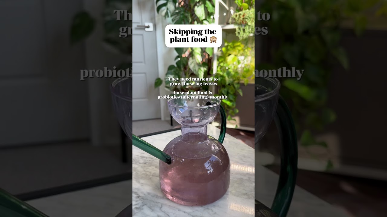 Do you skip any of these things? 🙈 this is how I get all my monsteras to thrive!