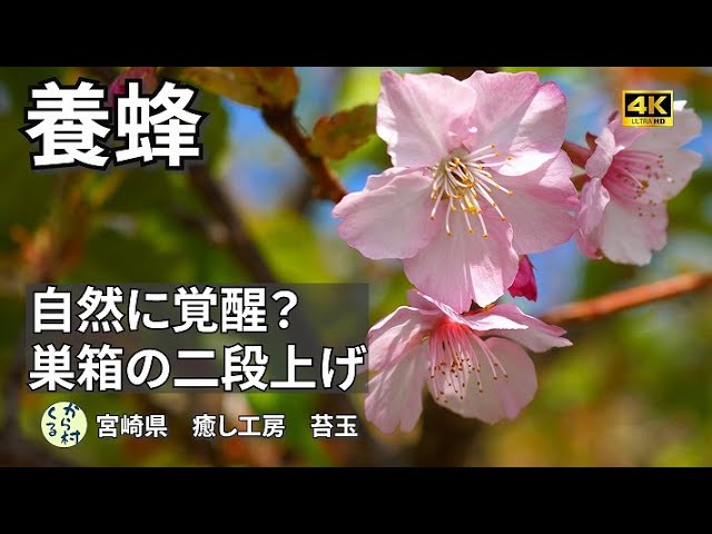 養蜂】群れを増やすための巣箱の二段上げ 2024 - YouTube