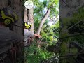 Tree Removal With Crane