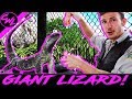 GIANT LIZARD, BABY BOBCAT, AND MORE!