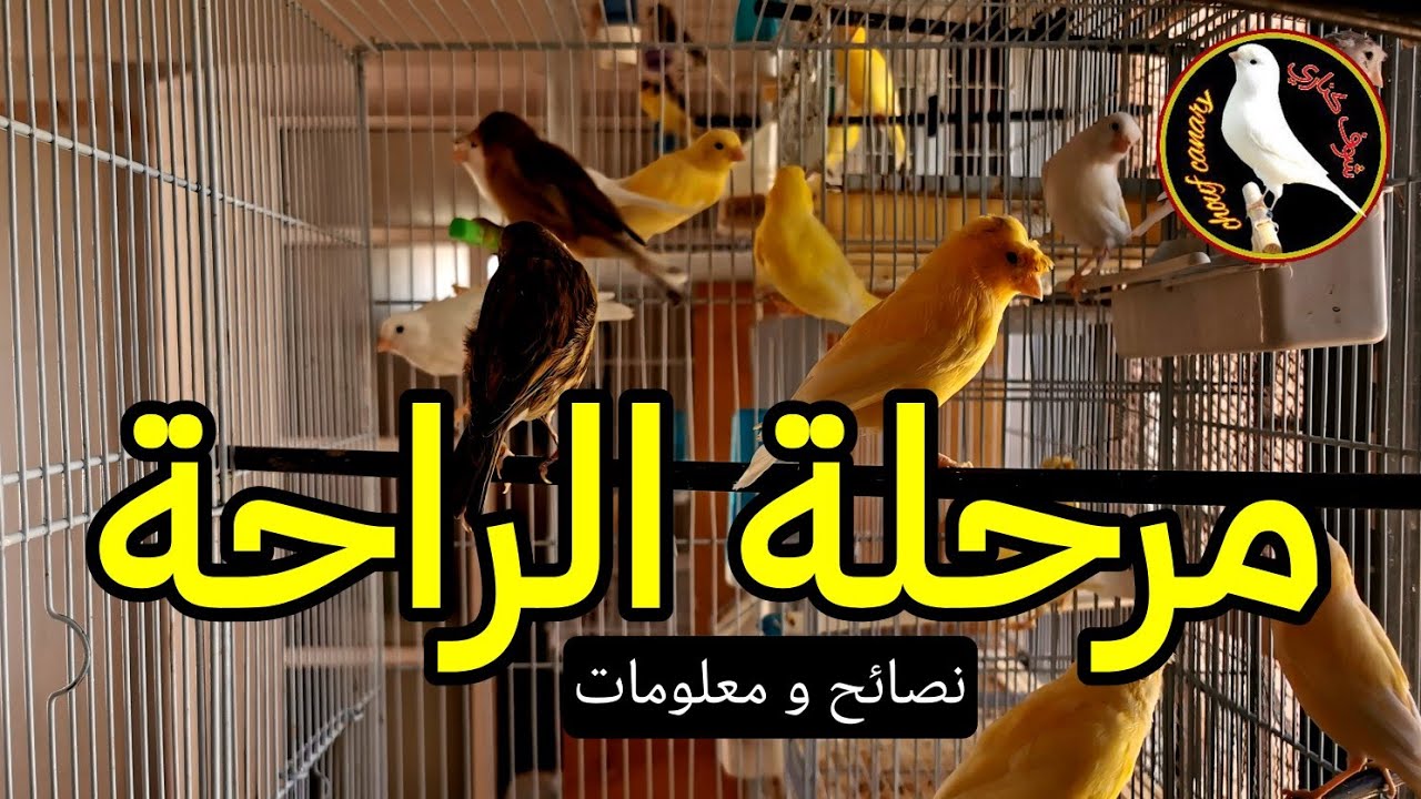 نهاية مرحلة القلش و بداية مرحلة الراحة عند الكناري - معلومات و نصائح مهمة في تربية الكناري