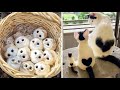 Cute Baby Animals Videos Compilation | Funny and Cute Moment of the Animals #17 - Cutest Animals