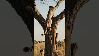 #aiart #ai #aiaiart #aivideo #wildlife #wildanimals