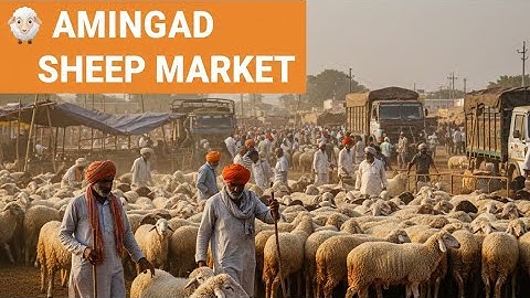 ಅಮೀನಗಡ ಕುರಿ ಮತ್ತು ಮೇಕೆ ಮಾರುಕಟ್ಟೆ | 06-12-2025 | karnataka Amingad sheep market | ಪ್ರತಿ ಶನಿವಾರ |