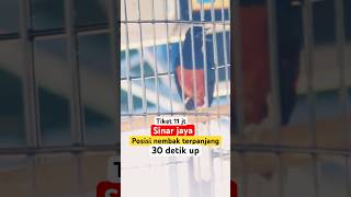 NAFAS PANJANG🔥MURAIBATU SINARJAYA NEMBAK 30 detik Tiket 11jt SMM#shorts #muraibatu #kicaumania
