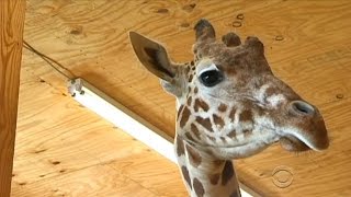 Giraffe gives birth with more than 1 million people watching