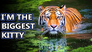 Tiger facts: the true king of the jungle | Animal Fact Files