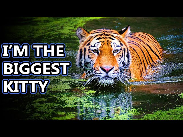 Tiger facts: the true king of the jungle | Animal Fact Files class=