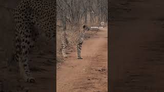 Live It Up At Karongwe Portfolio