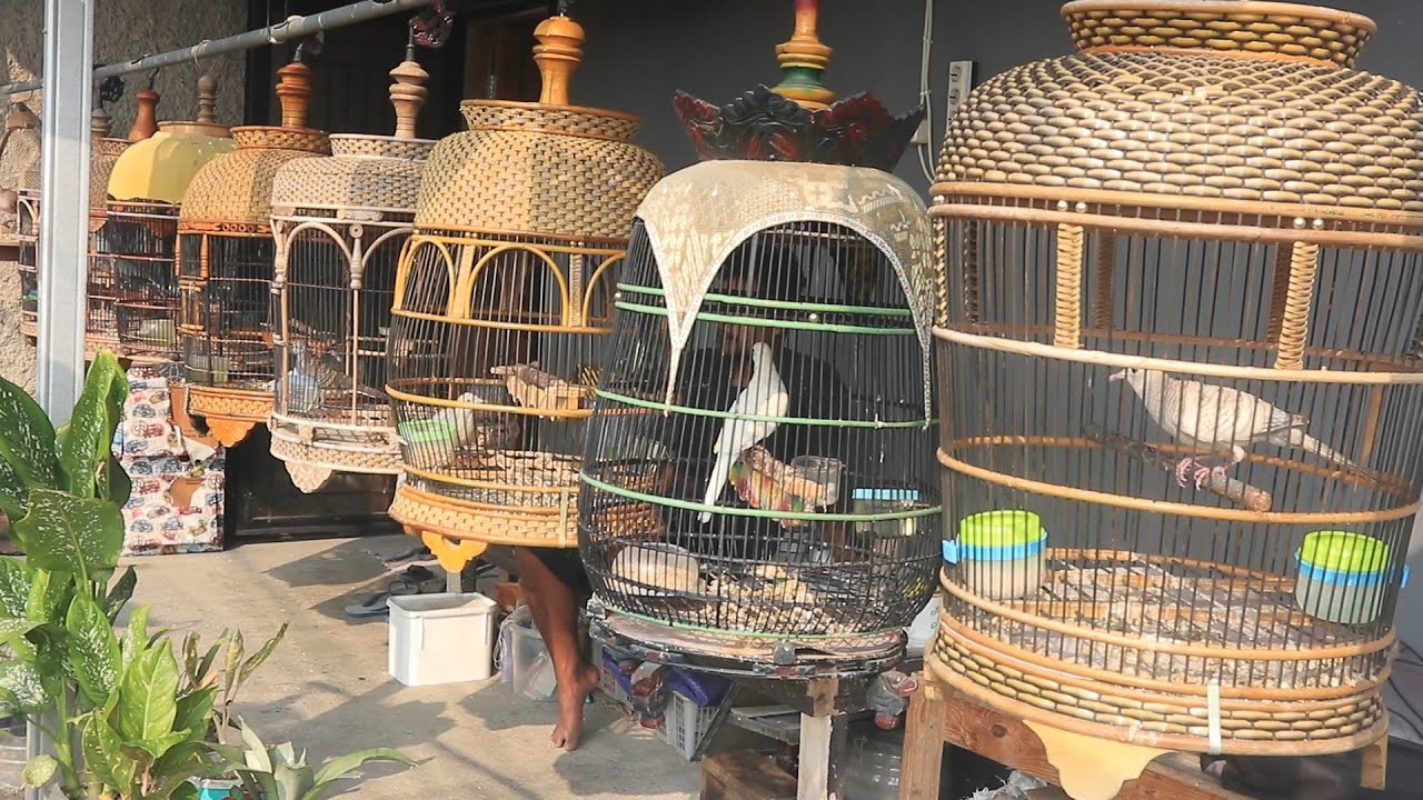 SEBUAH WASIAT! PELIHARALAH PERKUTUT BETINA