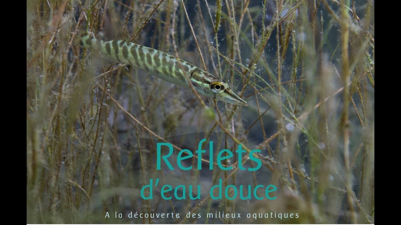Reflets d'eau douce - A la découverte des milieux aquatiques