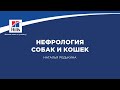 Вебинар на тему: &quot;Нефрология собак и кошек&quot;. Лектор - Наталья Редькина.